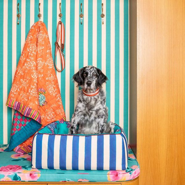 Les animaux de compagnie aussi s'équipent avec style