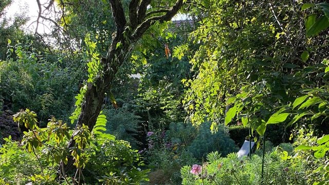 Bien préparer votre jardin pour le printemps : nos conseils experts
-
en photo : un jardin doit prendre en compte le climat et la région pour profiter de plantes et végétaux luxuriants.