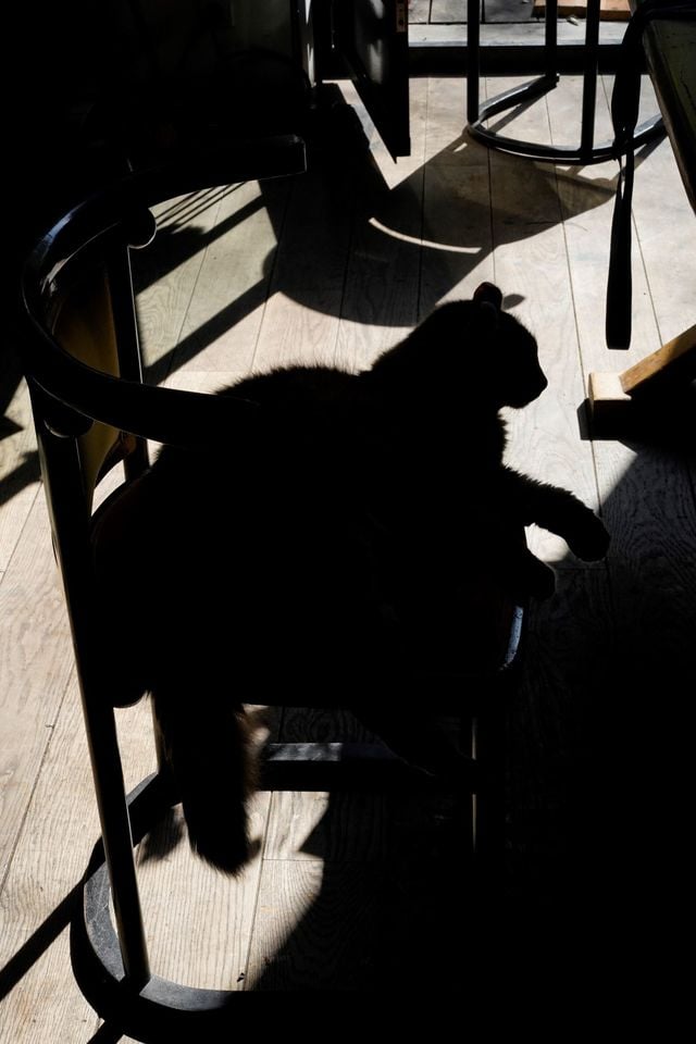 Le chat Aliocha est un peu le gardien de cet atelier.