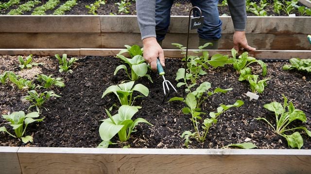 Faut-il arrêter de planter à cause des Saints de glace ?