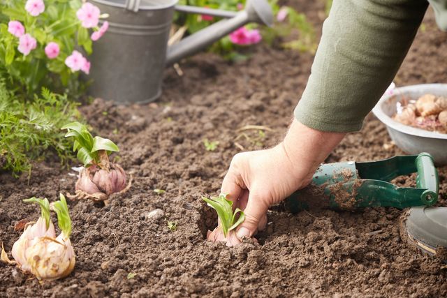Au printemps et à l'automne, les plantations profitent des meilleures conditions.