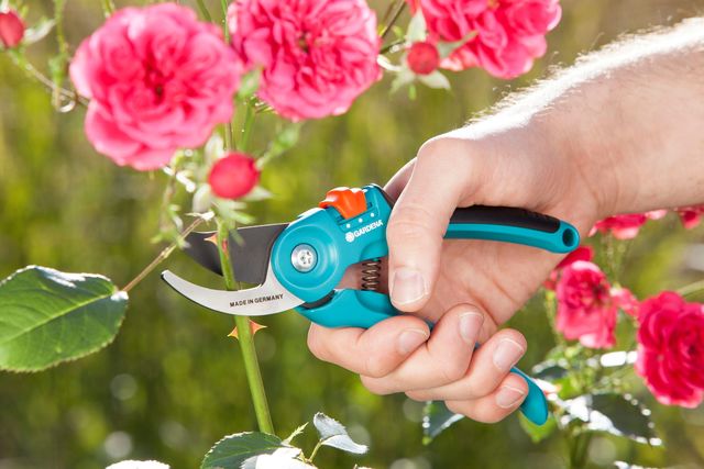 La taille des arbres et arbustes permet une belle floraison et des récoltes généreuses.