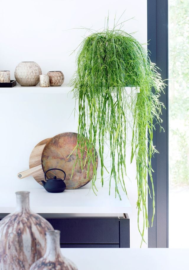 Une touche de verdure dans la déco procure du bien-être dans n'importe quelle pièce de la maison.Suspension Rhipsalis, d17cm, à partir de 22,95 euros. Jardiland.